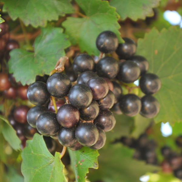 Noble Blue Muscadine