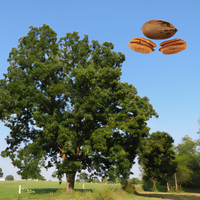 Oconee Pecan Tree - 1