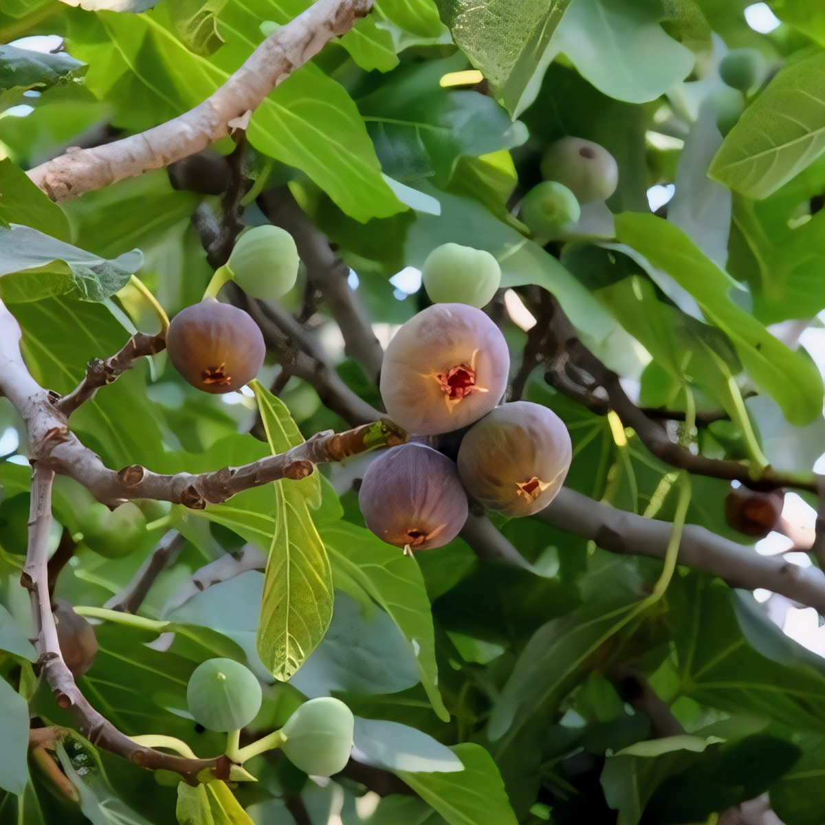 Olympian Fig Tree - 1