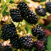 Osage Thornless Blackberry Plant - 1