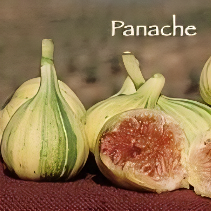Panache Tiger Fig Tree - 1