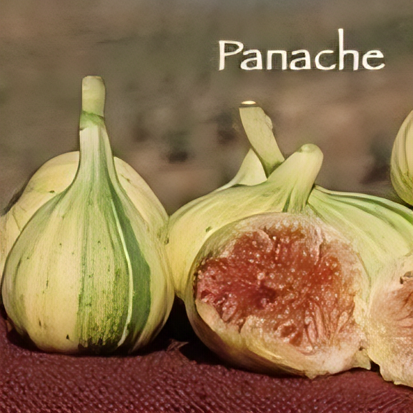 Panache Tiger Fig Tree