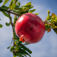 Parfianka Pomegranate Tree - 1