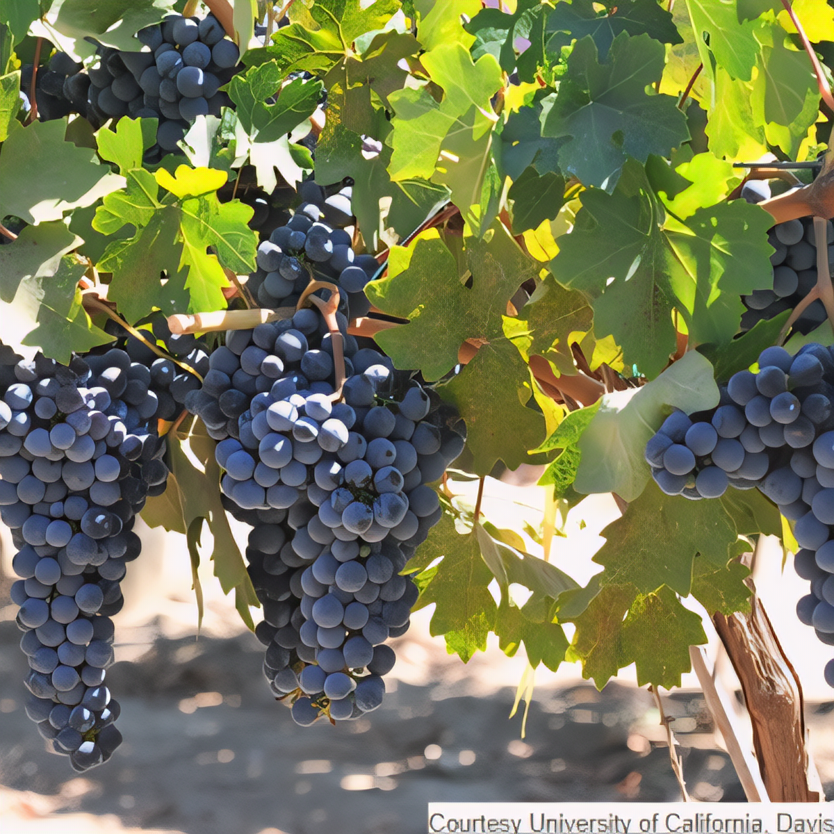 Paseante Noir Grapevine - 1