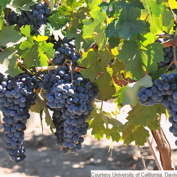Paseante Noir Grapevine