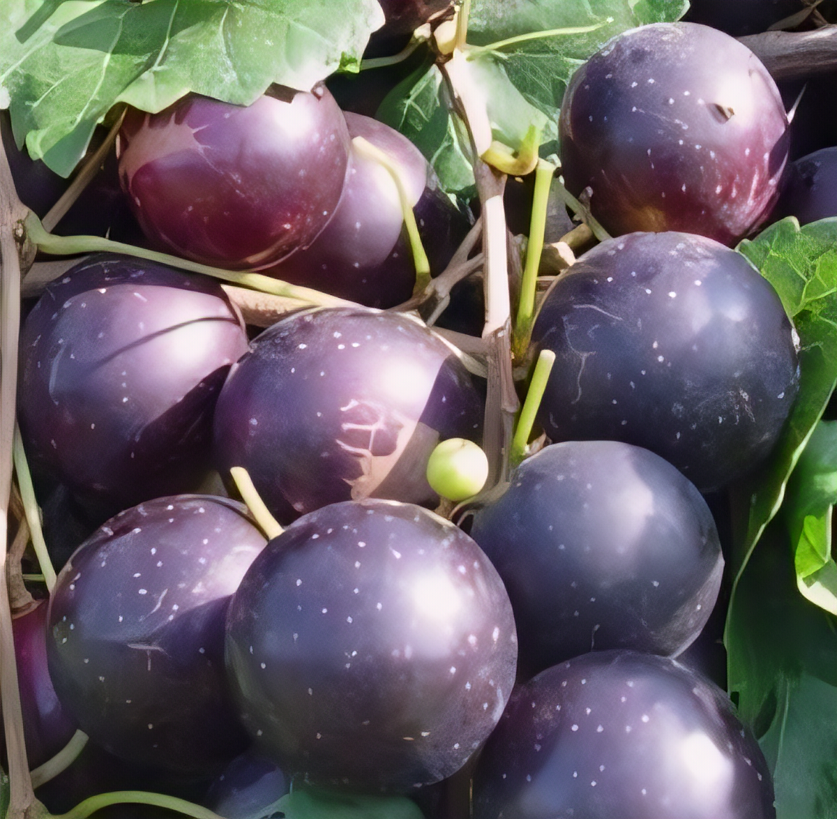Paulk Black Muscadine - 1