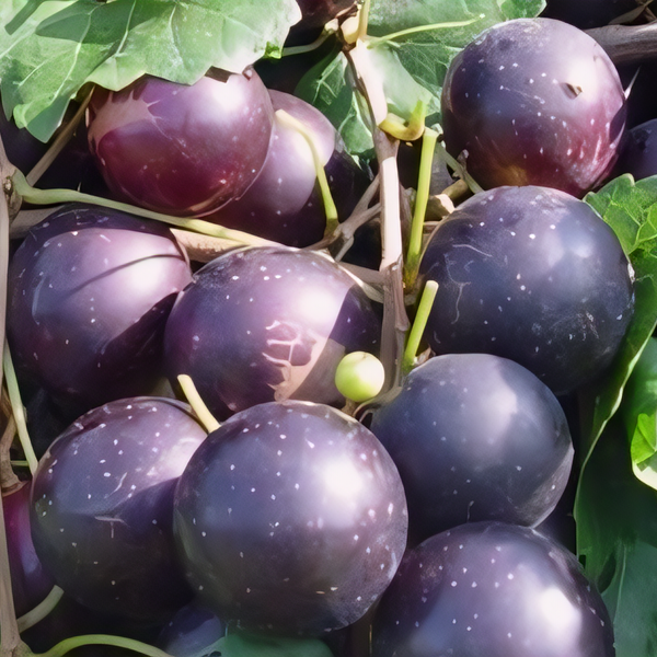 Paulk Black Muscadine