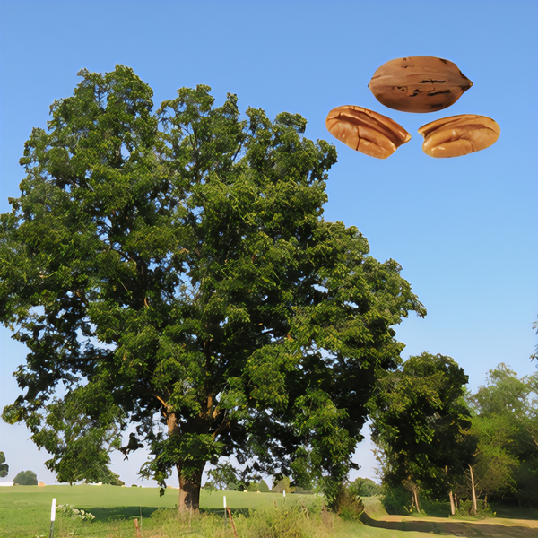 Pawnee Pecan Tree
