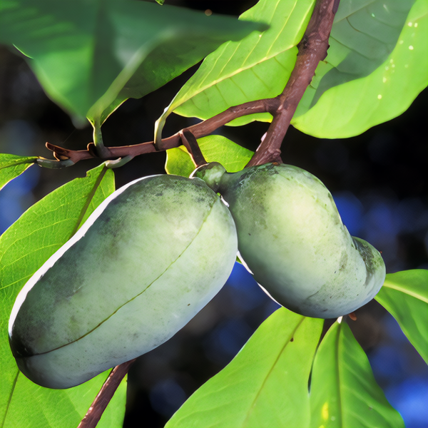 American Pawpaw Tree