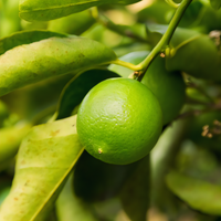 Persian Lime Tree - 1