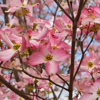 Cherokee Brave Pink Dogwood Tree - 1