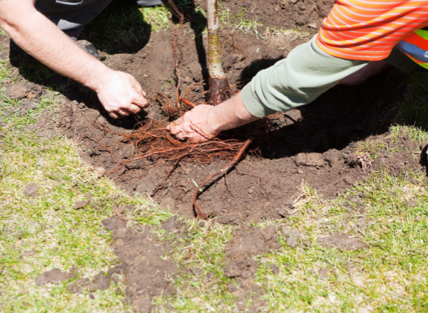 Caring For Your Bare Root Trees