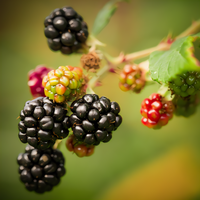 Ponca Thornless Blackberry Plant - 1