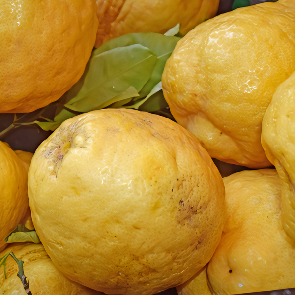 Ponderosa Lemon Tree