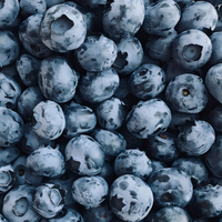 Premier Blueberry Plant - 1