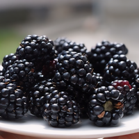 Prime-Ark 45 Blackberry Plant - 1