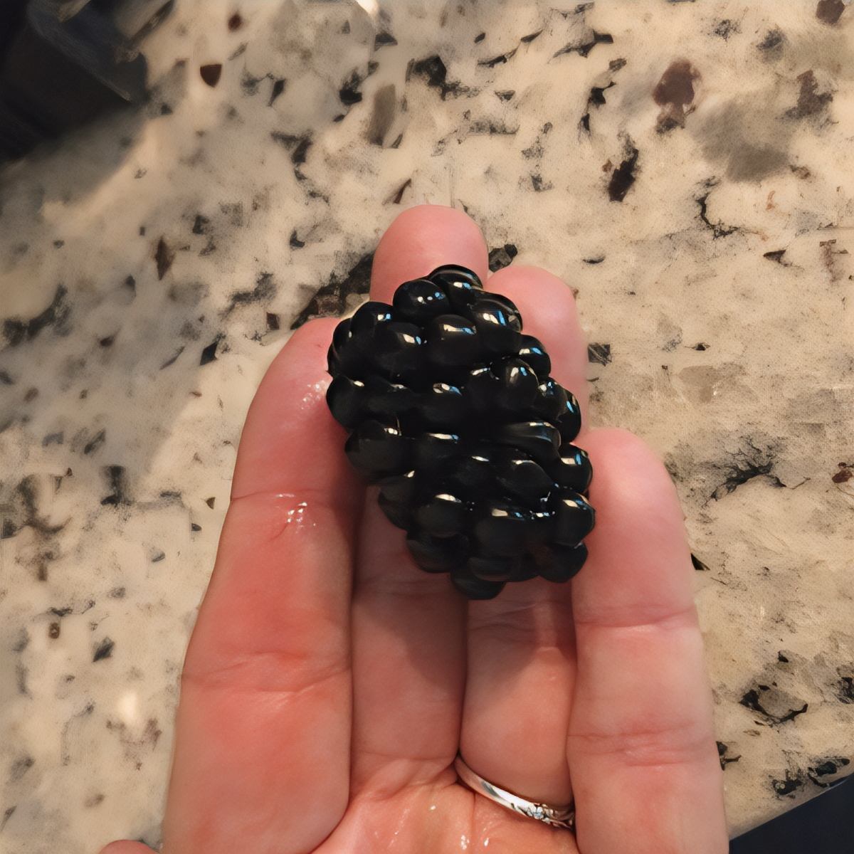 Prime-Ark Freedom Thornless Blackberry Plant - 1