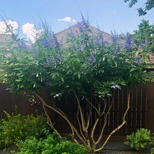 Shoal Creek Purple Vitex