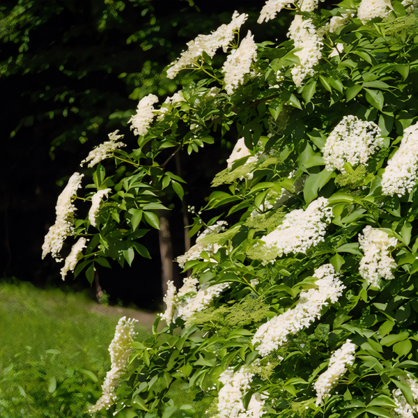 Ranch Elderberry Plant