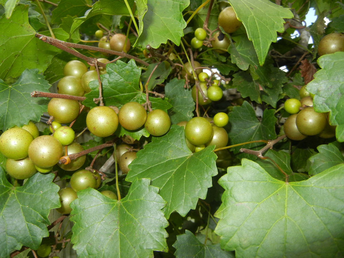 Scuppernong Bronze Muscadine