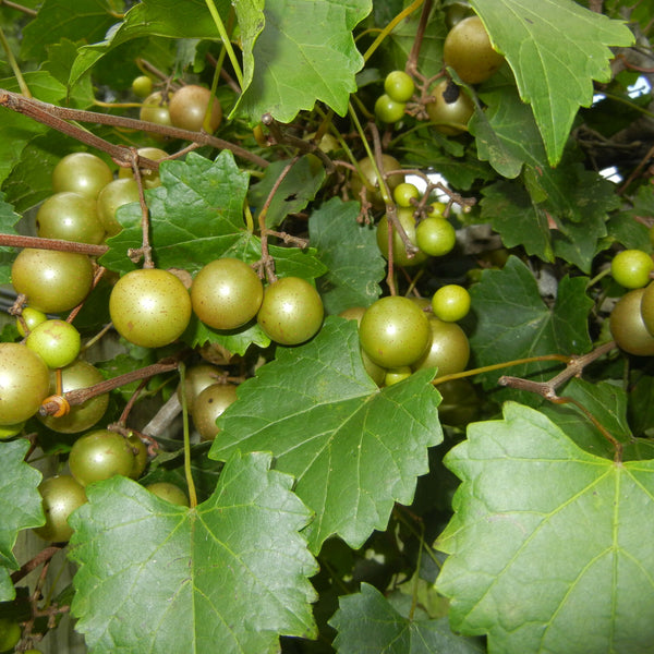 Scuppernong Bronze Muscadine