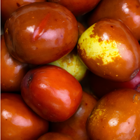 Shanxi Li Jujube Tree - 1