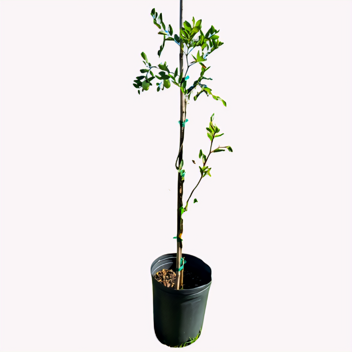 Shanxi Li Jujube Tree - 2