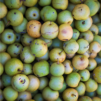 Shinseiki Asian Pear Tree - 1