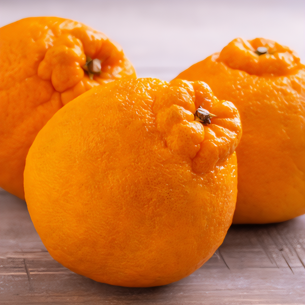 Shiranui Mandarin Tree