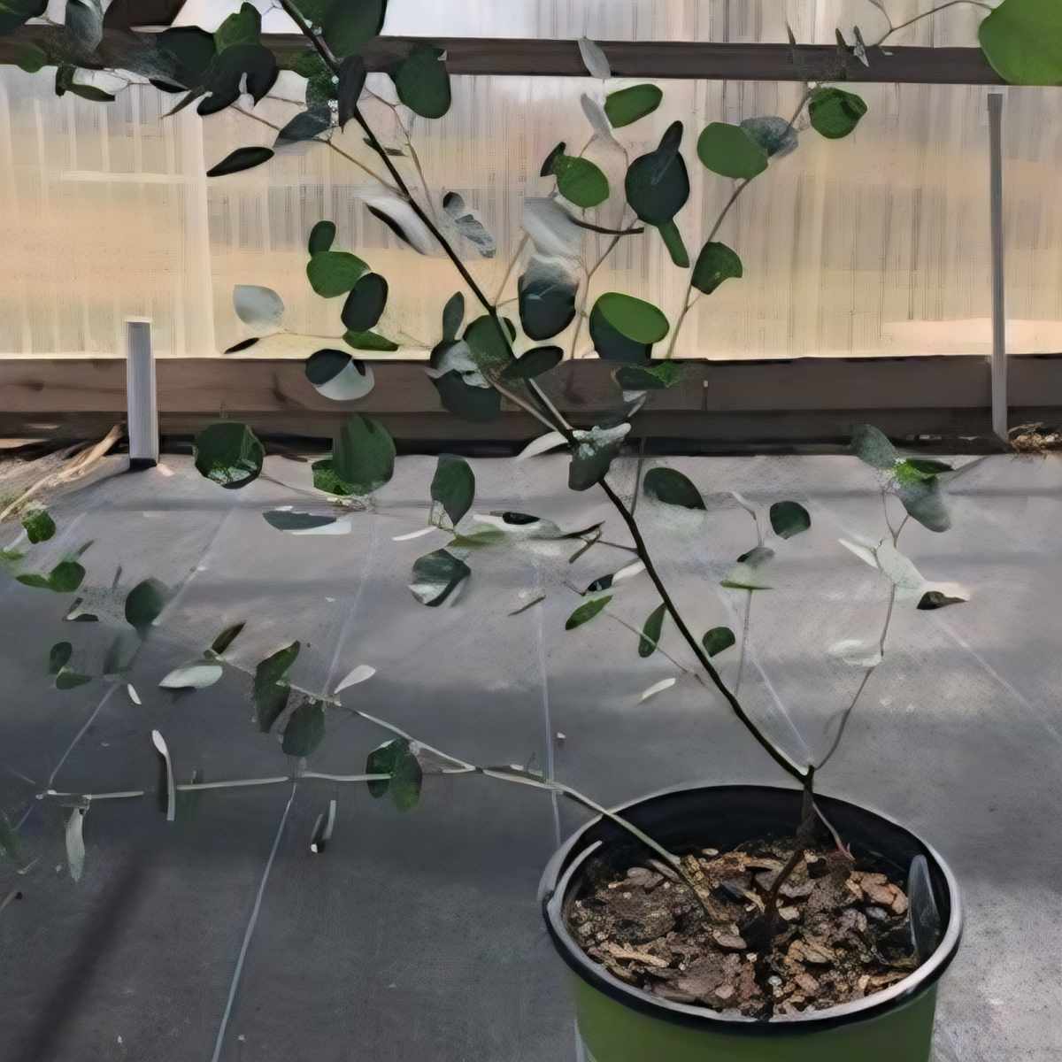 Silver Dollar Eucalyptus - 1