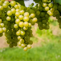 Southern Sensation Seedless Grapevine - 1