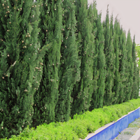 Spartan Juniper - 1