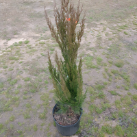 Spartan Juniper - 2