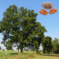Stuart Pecan Tree - 1