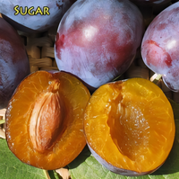 Sugar Prune Plum Tree - 1