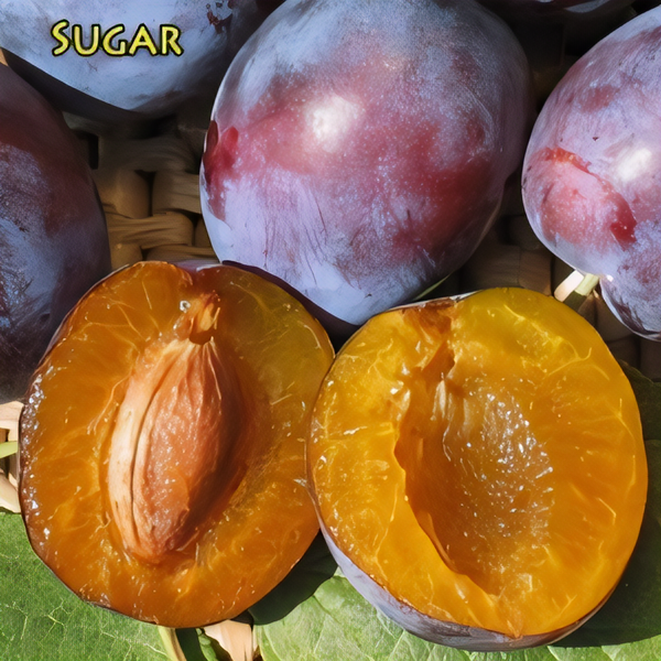 Sugar Prune Plum Tree