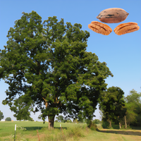 Sumner Pecan Tree - 1