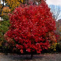 Sun Valley Red Maple - 1