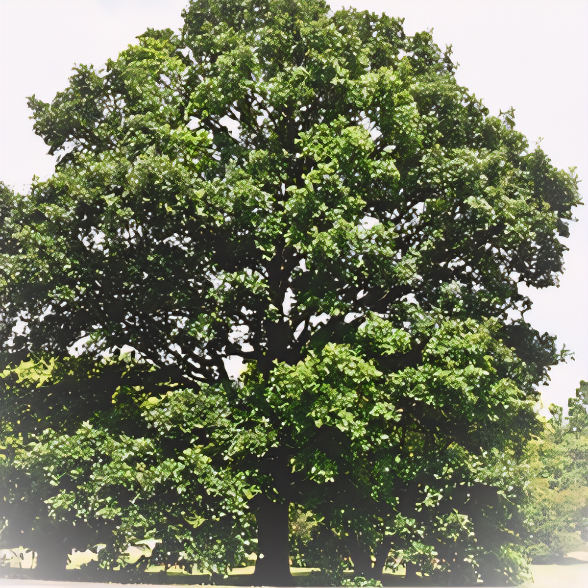 Swamp Oak - 1