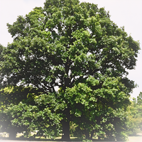 Swamp Oak - 1
