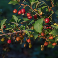 Sweet Scarlet Goumi Berry Plant - 1
