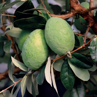 Takaka Pineapple Guava Bush - 1