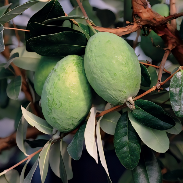 Takaka Pineapple Guava Bush
