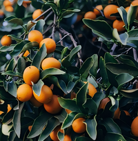 Tart Kumquat (Nagami) Tree - 1