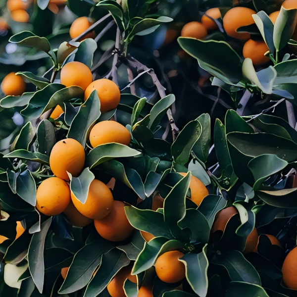 Tart Kumquat (Nagami) Tree