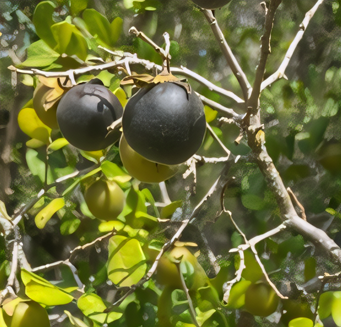 Texas Black Persimmon Tree - 1