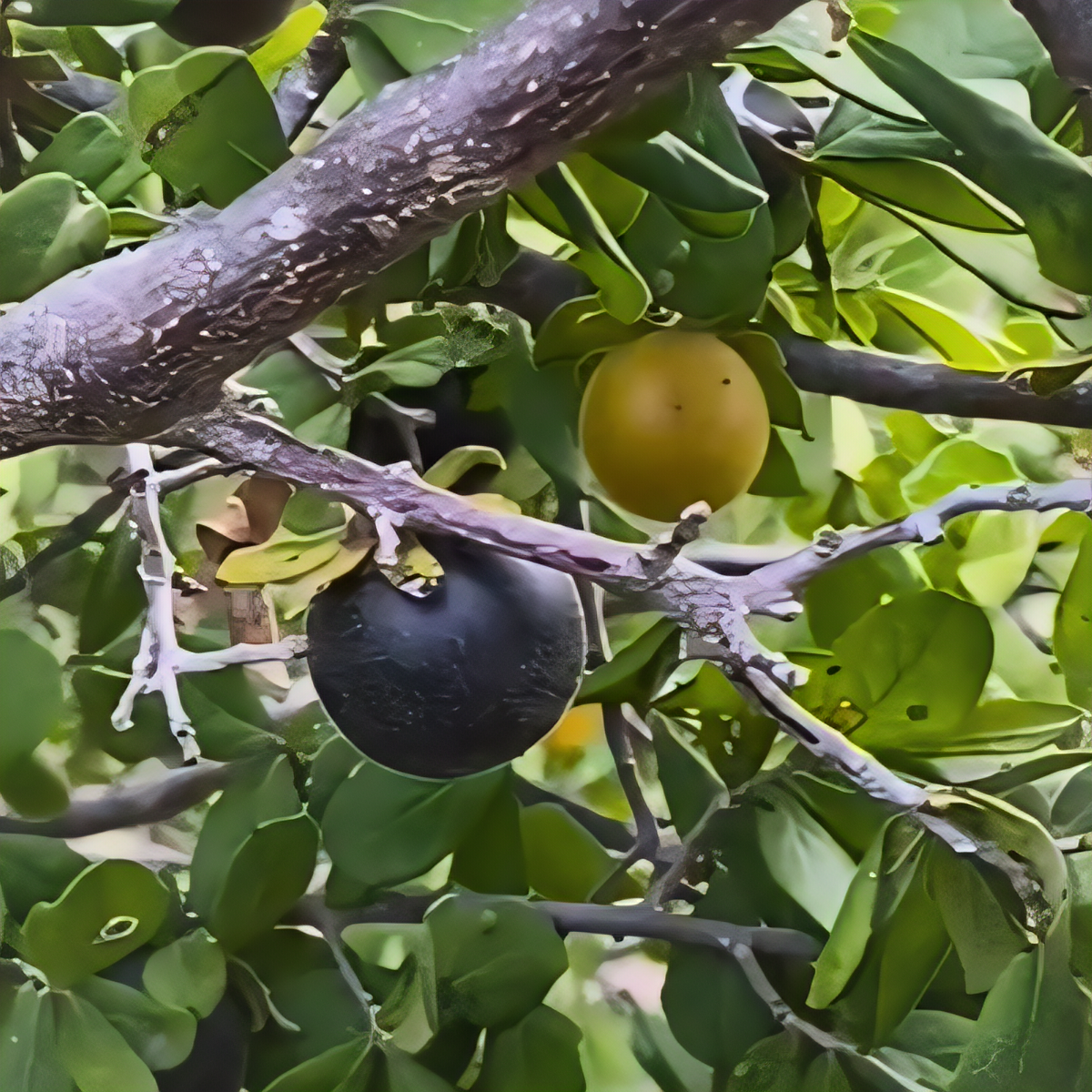 Texas Black Persimmon Tree - 2