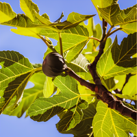 Texas Everbearing Fig Tree - 1