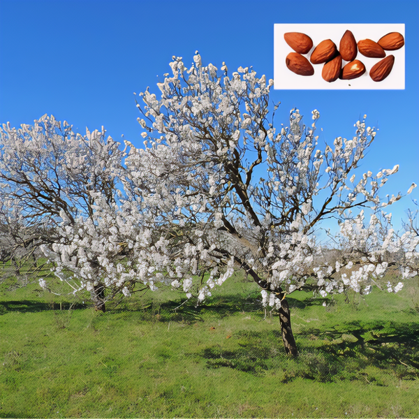 Texas Mission Almond Tree