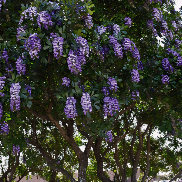 Texas Mountain Laurel